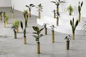 Untitled by Sammy Baloji - 41 copper shell casings (1914-1918 & 1939-1945), indoor plants, part of The Accursed Share at Talbot Rice PIC: Aurelien Mole