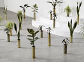 Untitled by Sammy Baloji - 41 copper shell casings (1914-1918 & 1939-1945), indoor plants, part of The Accursed Share at Talbot Rice PIC: Aurelien Mole
