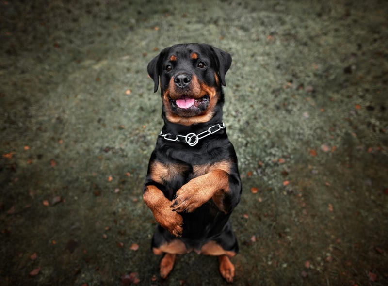 Rottweilers are a task-oriented breed of dog, and will approach begging with the same professional manner it would any job. They also have a tendency to drool, so if you feed them once, expect damp patches on the floor every time you sit down to eat.
