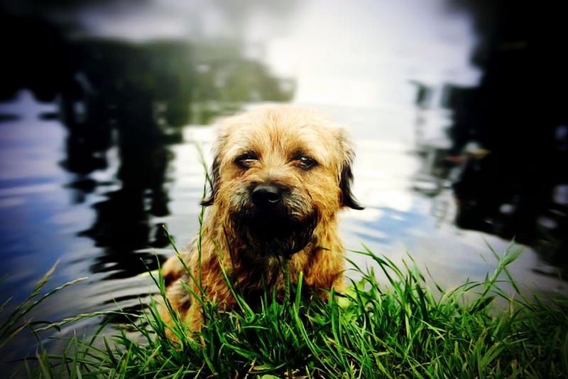 The second most popular name for Border Terriers is Bertie. It's a name that comes from both Old English and Old German, meaning 'noble' and 'illustrious'.