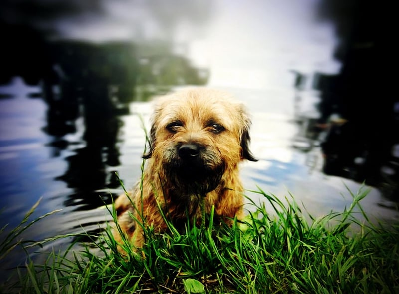 The second most popular name for Border Terriers is Bertie. It's a name that comes from both Old English and Old German, meaning 'noble' and 'illustrious'.