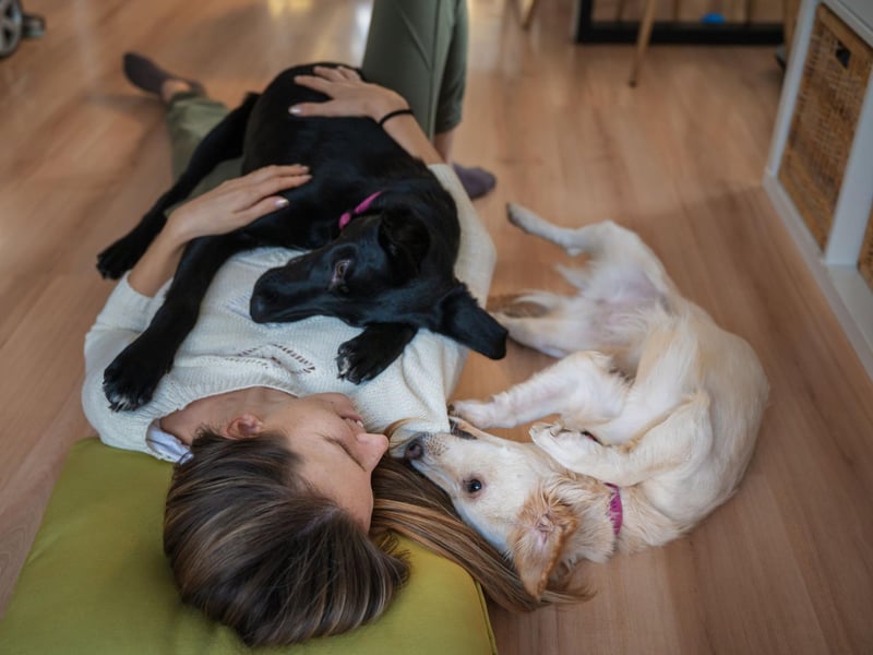 If your dog seems oddly calm when you leave (particularly when they are so keen to welcome you back) it's not because they don't care - it's because they trust you completely to come back. Why wouldn't you, when you have such a good boy or girl waiting for you at home?