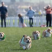 Corgis running to the finish line at Musselburgh Racecourse. Picture: PA/Lesley Martin