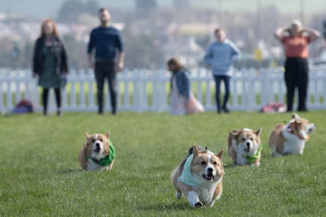 Corgis running to the finish line at Musselburgh Racecourse. Picture: PA/Lesley Martin