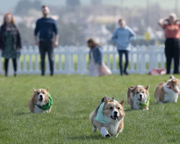 Corgis running to the finish line at Musselburgh Racecourse. Picture: PA/Lesley Martin