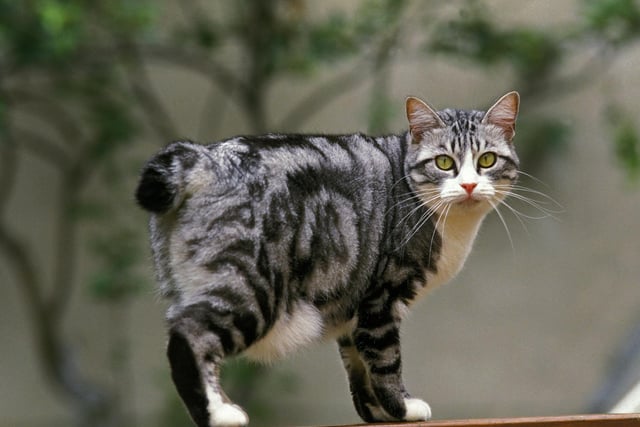 The Japanese Bobcast is one of the most affectionate, playful breeds of cat there is. They love playing jump, fetch and having a good ol' run!