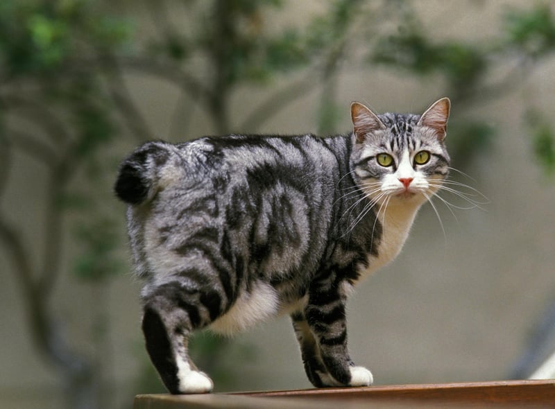 The Japanese Bobcast is one of the most affectionate, playful breeds of cat there is. They love playing jump, fetch and having a good ol' run!