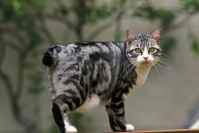 The Japanese Bobcast is one of the most affectionate, playful breeds of cat there is. They love playing jump, fetch and having a good old run.