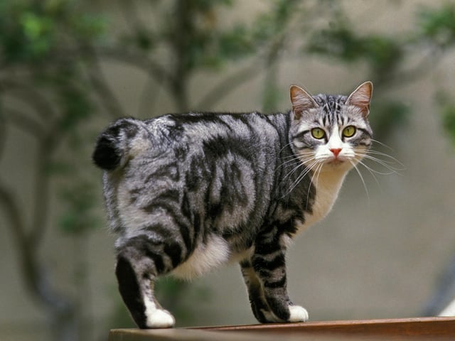 The Japanese Bobcast is one of the most affectionate, playful breeds of cat there is. They love playing jump, fetch and having a good old run.