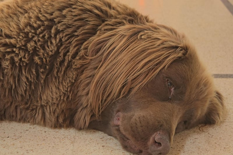 Huge Newfoundlands are so loyal to younger members of a family they are nicknamed 'nanny dogs' - one appeared in Peter Pan as the dog who looked after the Darling children.