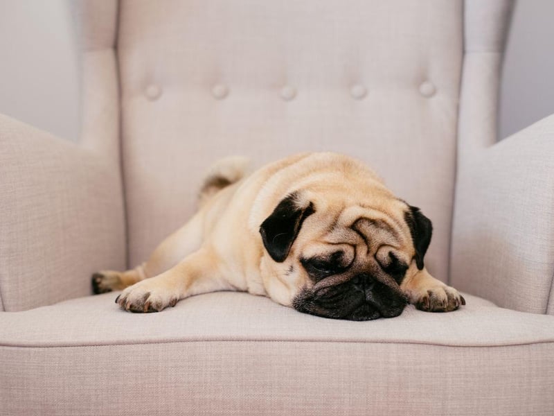 The adorabole Pug has seen registrations surge by 1,007 per cent in the last 25 years. A group of Pugs is called a grumble.