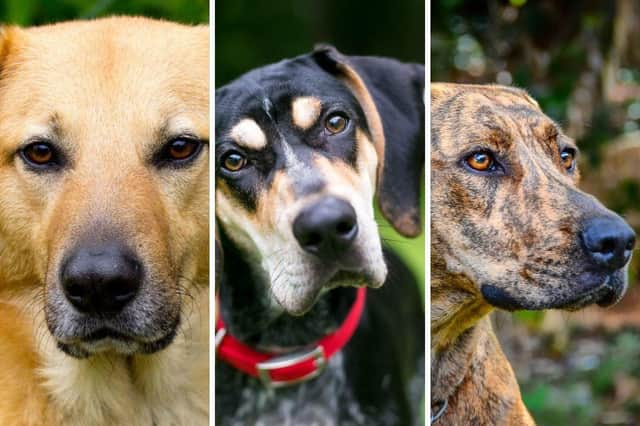 Three of the state dogs of the USA.