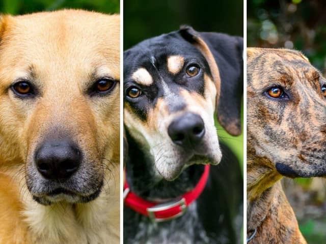 Three of the state dogs of the USA.