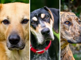 Three of the state dogs of the USA.