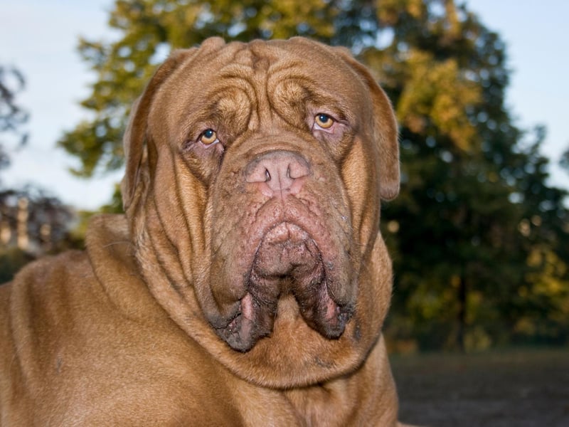 The Dogue de Bordeaux is a gentle giant originally used for hunting in France. They drool pretty much all the time and are only suitable for those of us lucky enough to have large homes. A Dogue de Bordeaux starred in comedy film 'Turner and Hooch', continually slobbering over co-star Tom Hanks.