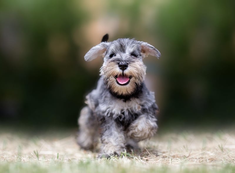 Another unusual animal-centric name takes third spot - Moose. Its popularity is perhaps explained by it being the name of the famous Jack Russell who played Eddie Crane on the popular American television sitcom Frasier. Maybe lots of new dog owners were binge watching it over lockdown.