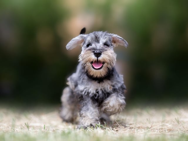Another unusual animal-centric name takes third spot - Moose. Its popularity is perhaps explained by it being the name of the famous Jack Russell who played Eddie Crane on the popular American television sitcom Frasier. Maybe lots of new dog owners were binge watching it over lockdown.