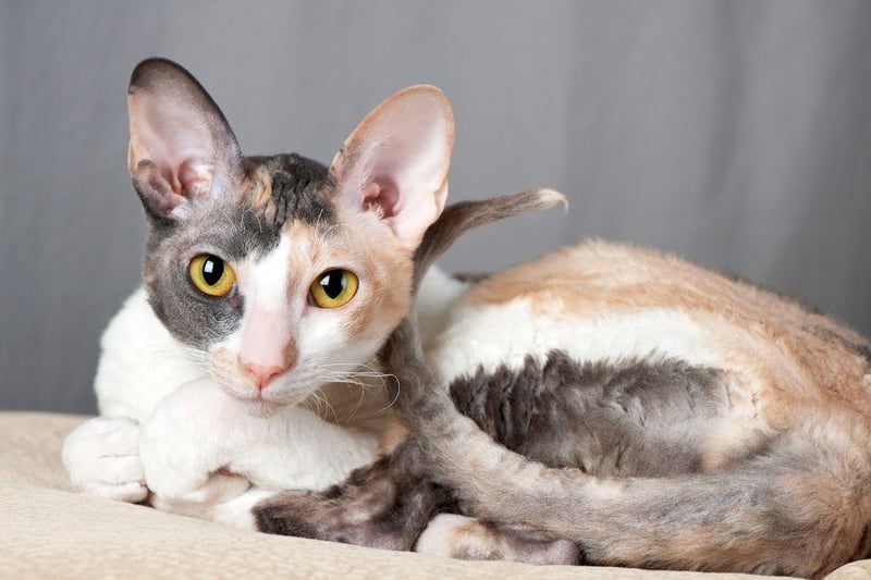 Playful, friendly and super cute, the Cornish Rex are a great addition for families with children, or even frequent guests to the household.