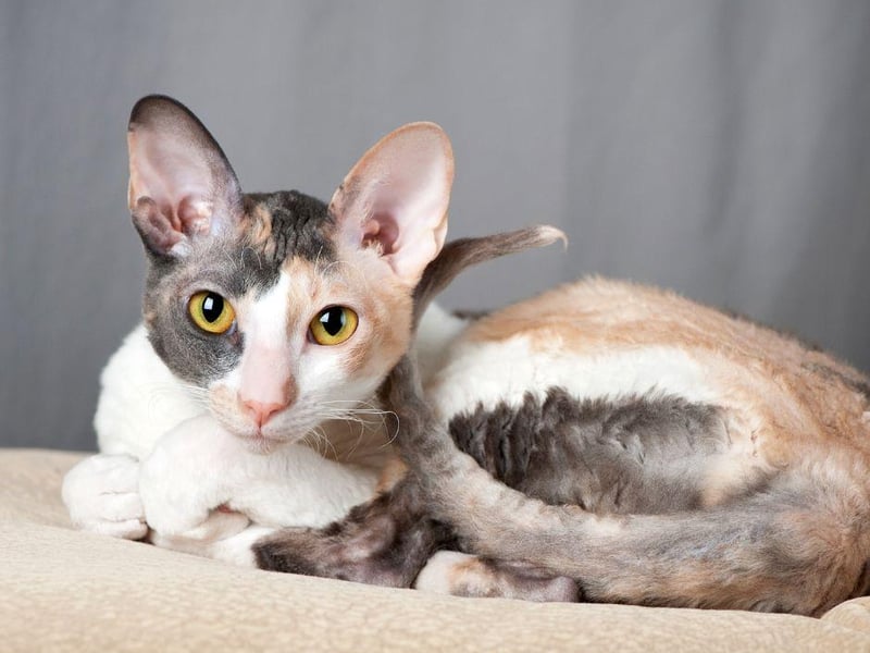 Playful, friendly and super cute, the Cornish Rex are a great addition for families with children, or even frequent guests to the household.