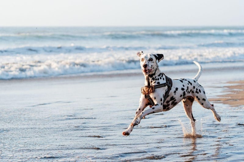 The Dalmation's love for play was used to great effect when they used to perform for delighted circus audiences. Now the spotty dogs are more likely to entertain their human family with their spirited antics.
