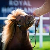 Thrill-seeking displays and a royal highland Hoolie, as well as Golden Shears World Championships at Ingliston – tickets on sale now