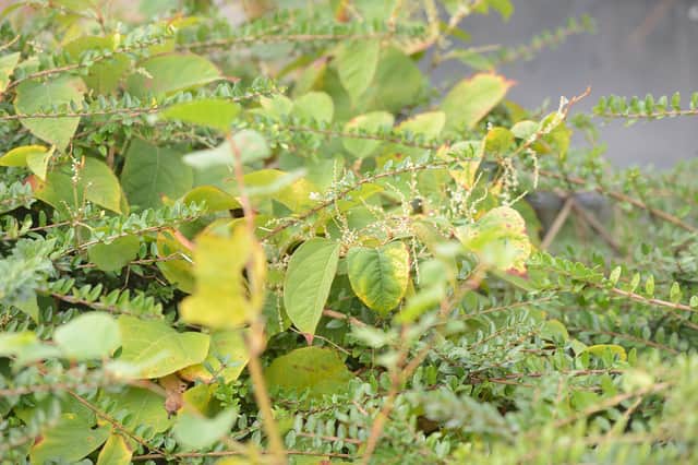 Japanese Knotweed can cause a huge amount of damage – from strangling plant life to damaging foundations and drainage systems