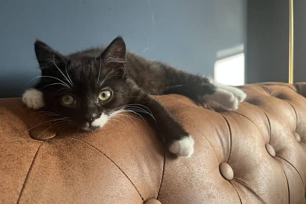 Teddy has benefited from the fostering scheme (Pic: Scottish SPCA)