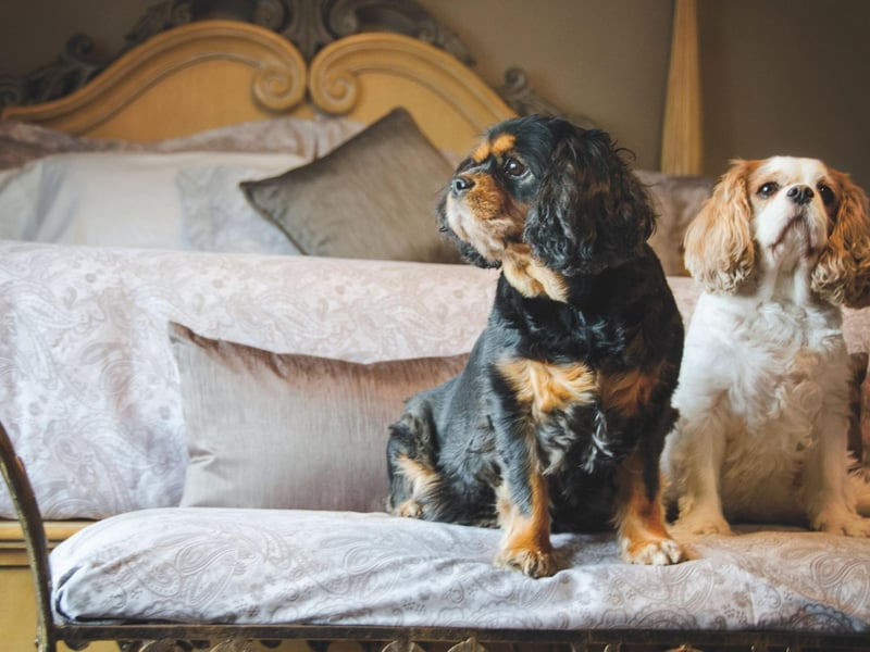 The first recorded Cavalier KIng Charles Spaniel didn't arrive in the USA until 1956. It was brought over from the UK by breeders W. Lyon Brown and Elizabeth Spalding.