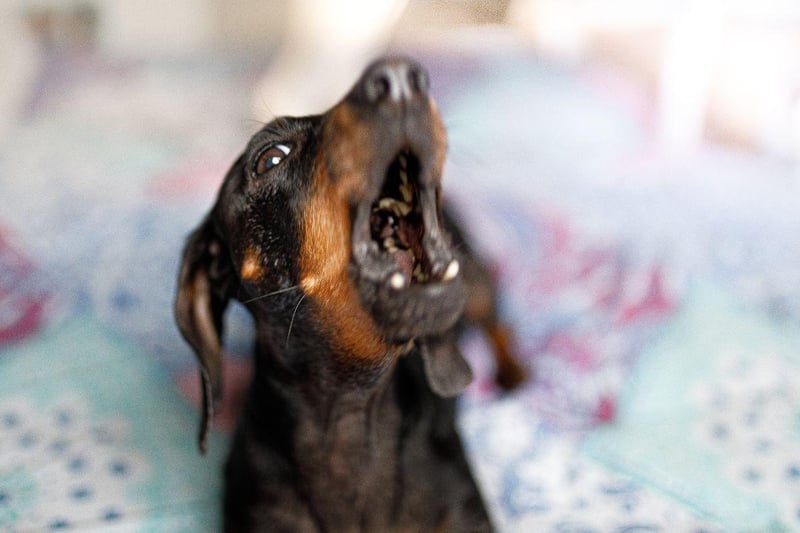 Ask any Dachshund owner and they will confess that their adored pup isn't always the easiest pet to have in the house. Sausage Dogs are notoriously badly behaved and are not averse to turning to snarls, growls and nips if they aren't getting their own way.