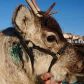 Cairngorms: Reindeer disappears for two weeks after being attacked and chased by dog. (Picture credit: The Cairngorm Reindeer Herd)
