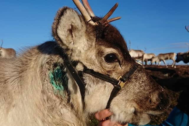 Cairngorms: Reindeer disappears for two weeks after being attacked and chased by dog. (Picture credit: The Cairngorm Reindeer Herd)