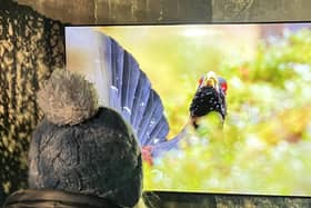 Visitors will be able to experience lekking capercaillie up-close