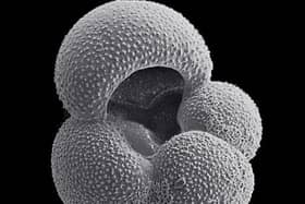Ancient remains found in deep-sea mud cores - such as this Foraminifera shell - preserve a record of historical carbon dioxide levels