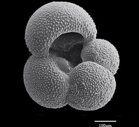 Ancient remains found in deep-sea mud cores - such as this Foraminifera shell - preserve a record of historical carbon dioxide levels