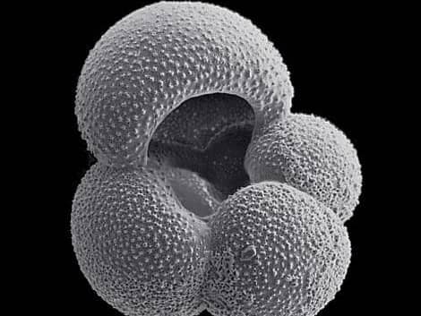 Ancient remains found in deep-sea mud cores - such as this Foraminifera shell - preserve a record of historical carbon dioxide levels