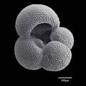 Ancient remains found in deep-sea mud cores - such as this Foraminifera shell - preserve a record of historical carbon dioxide levels