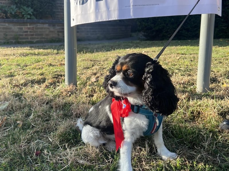 Mike Birtwistle’s dog Reggie outside a polling station in north London. the copyright holder.