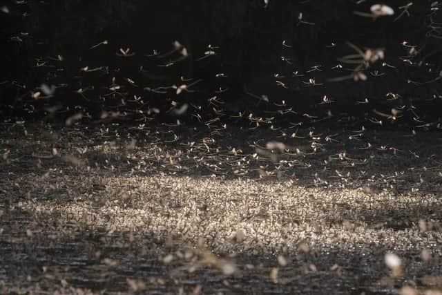 A swarm of long-tailed mayflies on the Tisza River in Hungary. Similar sights are increasingly rare in the UK (Picture: Csaba Segesvari/AFP via Getty Images)