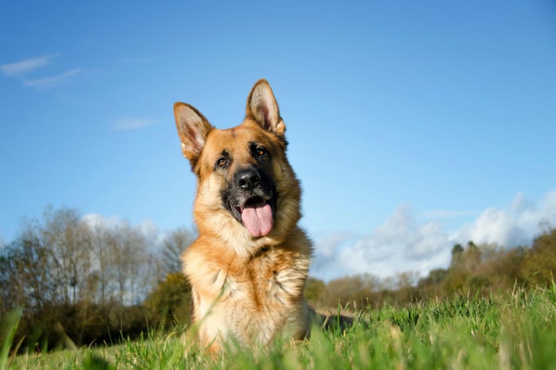 Famously thought of as police dogs, German Shepherds aren’t the fierce creatures they’re often portrayed as. In reality, they're incredibly loyal and quite peaceful, as well as easily trained and well-behaved. They might need a little time warming up to strangers, so they might not require as much attention from your colleagues as you’d expect with other breeds. But these four-legged beauties will happily enjoy chewing a toy in the corner.