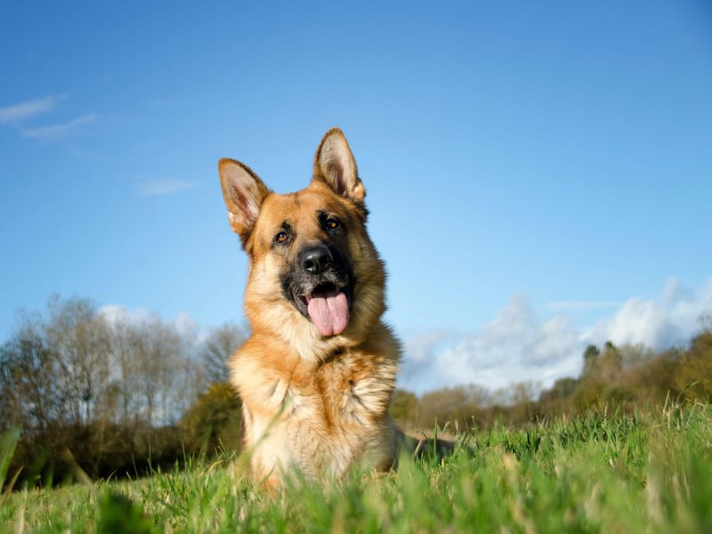 Famously thought of as police dogs, German Shepherds aren’t the fierce creatures they’re often portrayed as. In reality, they're incredibly loyal and quite peaceful, as well as easily trained and well-behaved. They might need a little time warming up to strangers, so they might not require as much attention from your colleagues as you’d expect with other breeds. But these four-legged beauties will happily enjoy chewing a toy in the corner.