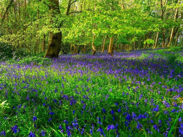 Bluebell wood.