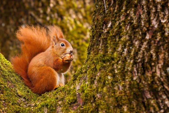 Red squirrel.