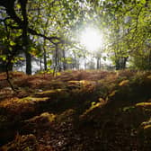 The UK has lost 481,000 hectares of tree cover between 2001 to 2020 (Picture: Mike Hewitt/Getty Images)