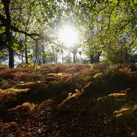 The UK has lost 481,000 hectares of tree cover between 2001 to 2020 (Picture: Mike Hewitt/Getty Images)