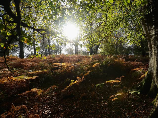 The UK has lost 481,000 hectares of tree cover between 2001 to 2020 (Picture: Mike Hewitt/Getty Images)