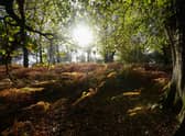 The UK has lost 481,000 hectares of tree cover between 2001 to 2020 (Picture: Mike Hewitt/Getty Images)