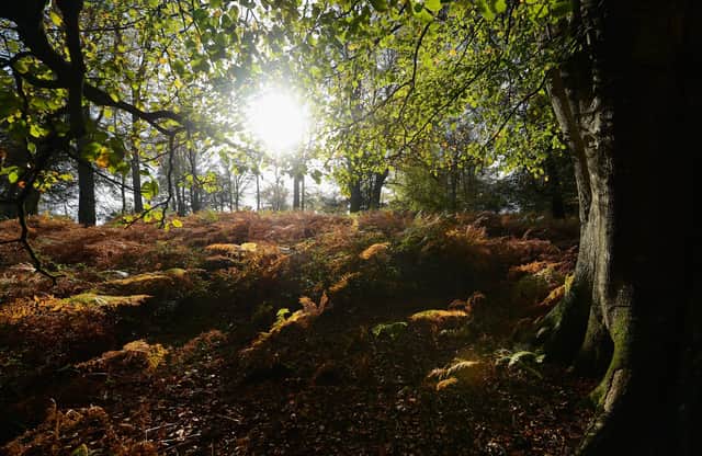 The UK has lost 481,000 hectares of tree cover between 2001 to 2020 (Picture: Mike Hewitt/Getty Images)