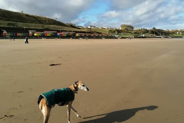 Dog-walking on the South Bay beach.