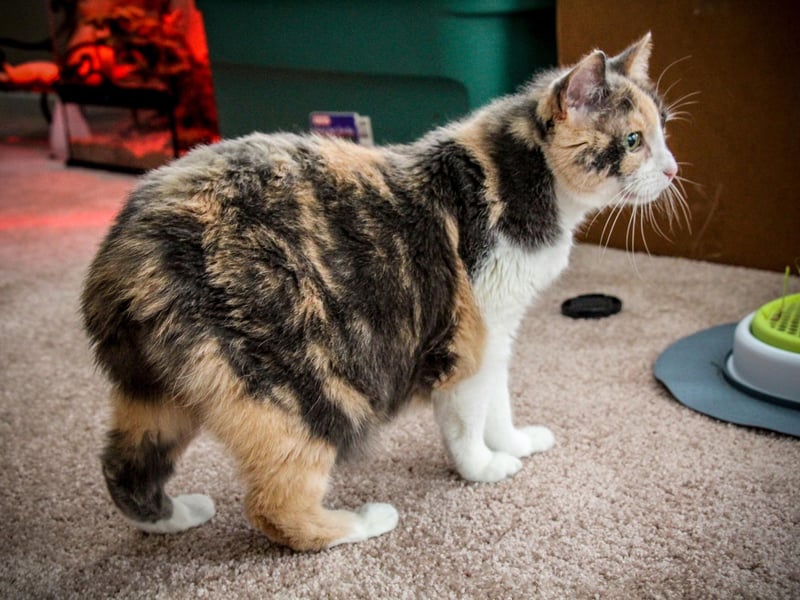 The Manx breed has almost always no tail - but remains an active breed that love to hunt. They can live for as long as 13 years.