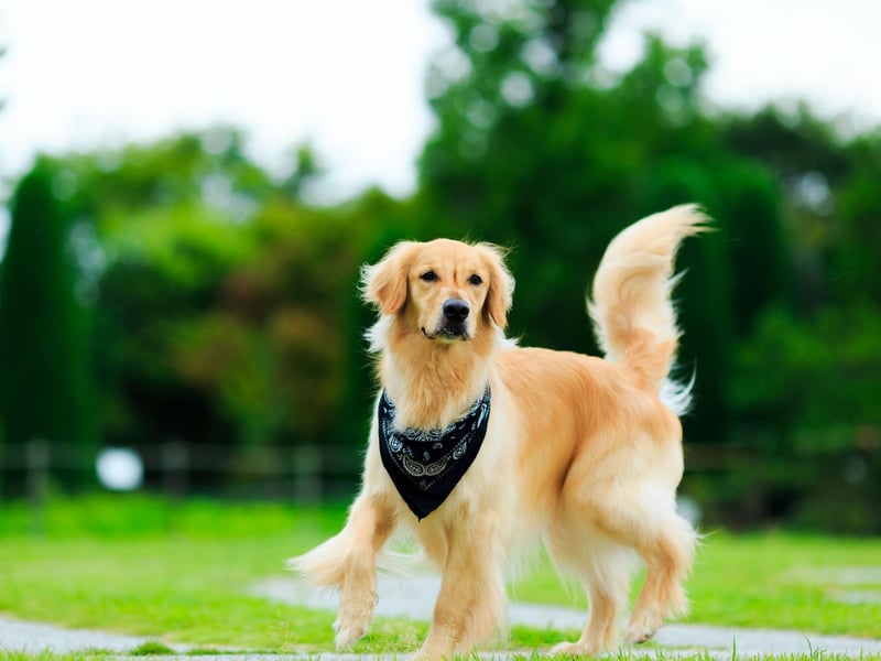 There's also a scientific reason for Golden Retrievers always being hungry - the breed actually lack the gene that tells their brain when they are full. So if your pet is eyeing up your dinner minutes after it's eaten, it's not the dog's fault.